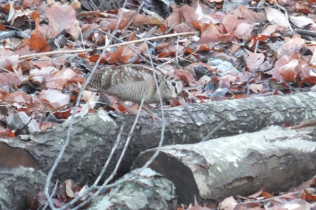 e0070891_2201546.jpg