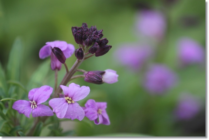 ２月もチェイランサスの花_c0325701_21574352.jpg