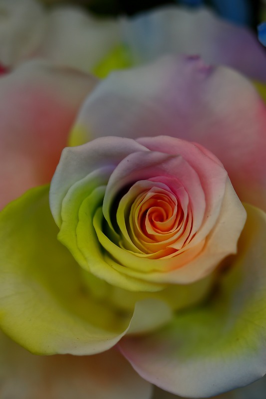 淡い七色のバラ 日比谷花壇さんの商品名は ナイトレインボー です 旅プラスの日記