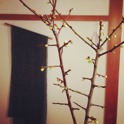 本日open_f0273406_910582.jpg