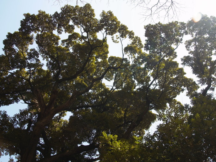 常緑広葉樹と落葉樹_e0276411_21543727.jpg