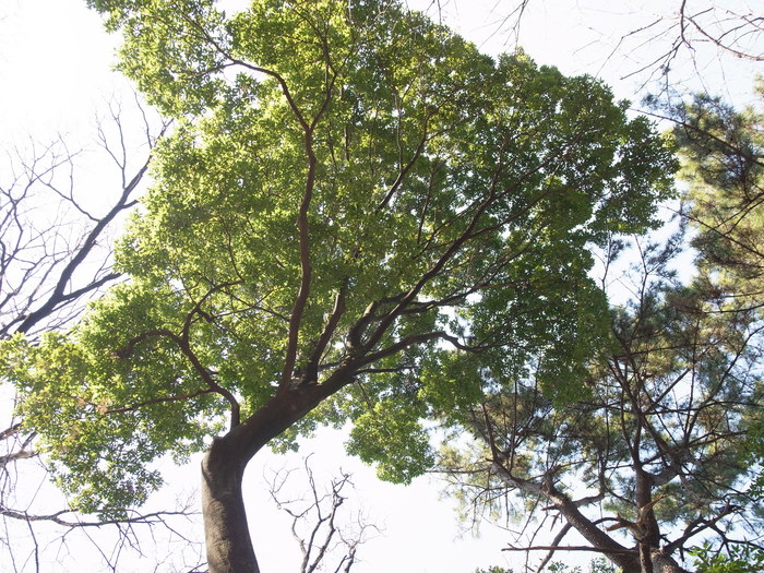 常緑広葉樹と落葉樹_e0276411_21544973.jpg