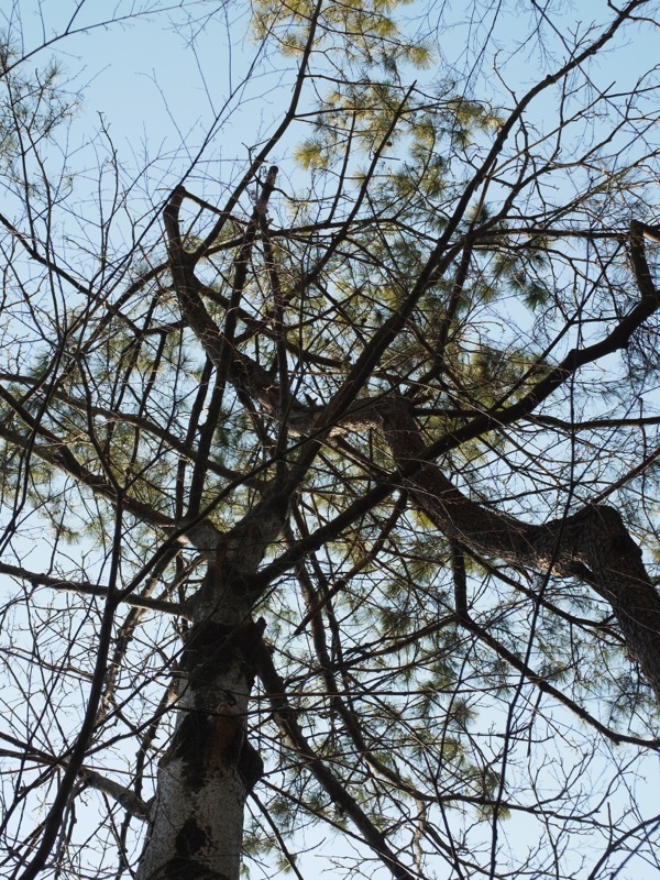 常緑広葉樹と落葉樹_e0276411_21551713.jpg