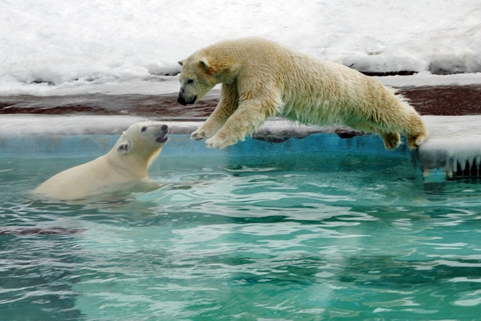 ロシア・イジェフスク動物園に移動したウスラーダの16頭目の子供のザバーヴァの近況 ～ バルーとの同居_a0151913_2259137.jpg