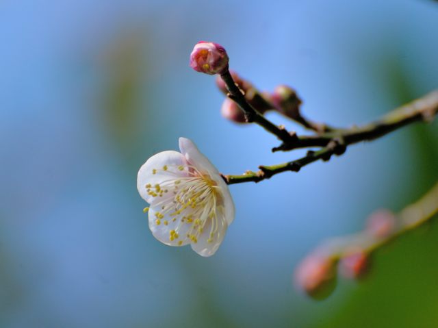 ウメが満開に、、、、_c0047919_10164177.jpg