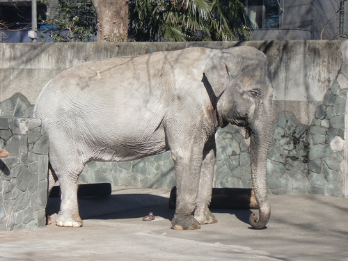 はな子さん、68歳のお誕生日おめでとうございます！（井の頭自然文化園　2015年2月1日） _d0281322_19394947.jpg