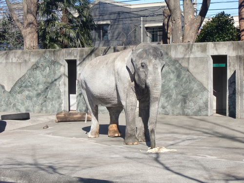 はな子さん、68歳のお誕生日おめでとうございます！（井の頭自然文化園　2015年2月1日） _d0281322_1941471.jpg