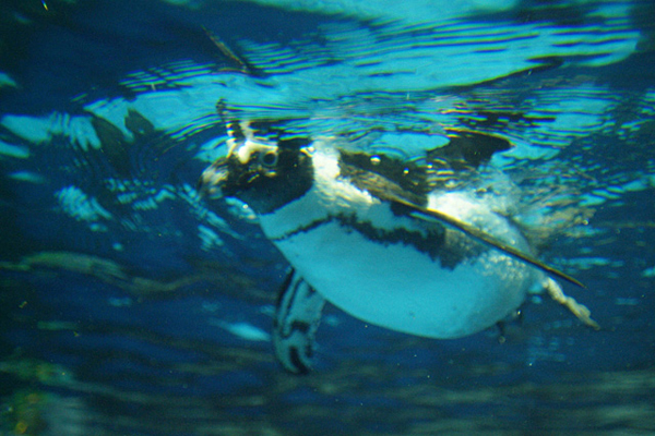 冬の動物園＆水族園へ行こうキャンペーン！体験記募集！_f0357923_2382673.jpg