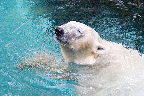 冬の動物園＆水族園へ行こうキャンペーン！体験記募集！_f0357923_238419.jpg