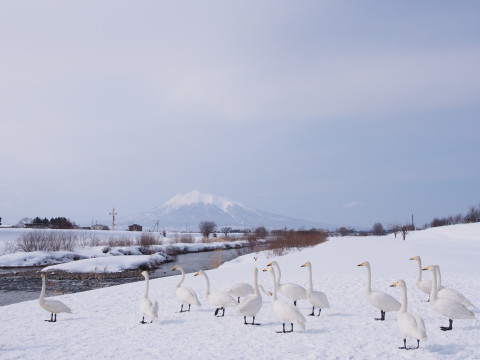 ハクチョウと岩木山：浅瀬石川河川敷（黒石市）*2015.02.11_b0147224_21454322.jpg