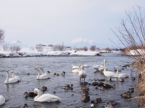 ハクチョウと岩木山：浅瀬石川河川敷（黒石市）*2015.02.11_b0147224_21475879.jpg