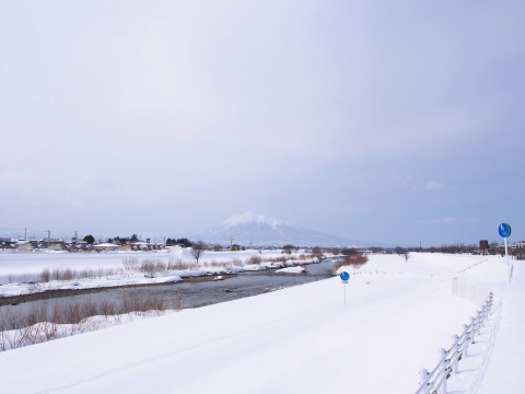 ハクチョウと岩木山：浅瀬石川河川敷（黒石市）*2015.02.11_b0147224_21501243.jpg