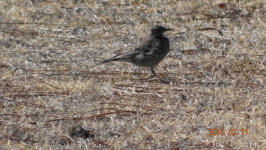 本日の野鳥： タヒバリ（スズメ目セキレイ科タヒバリ属）とおぼしき冬鳥を見た_d0103632_0454679.jpg