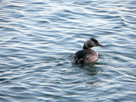 トラジメーノ湖の水鳥たち_f0234936_8561599.jpg