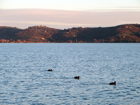トラジメーノ湖の水鳥たち_f0234936_8562122.jpg