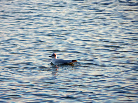 トラジメーノ湖の水鳥たち_f0234936_8573383.jpg
