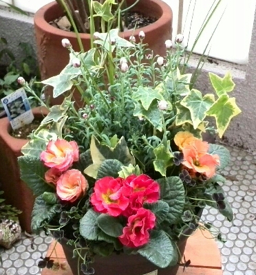 花かんざしとジュリアンの寄せ植え Rey S Garden