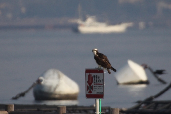 2015.2.12 それなりに楽しい鳥見になりました・奥駿河湾、浮島ヶ原・クロガモ、オオジュリン（It became the bird watching pleasant as such）_c0269342_23474428.jpg