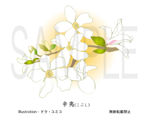 辛夷 こぶし の花のイラスト ドラ ユミコのイラスト料理店