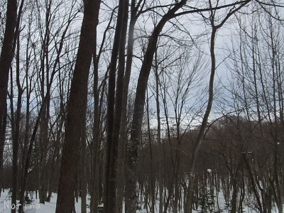 キトウシ山 スノーシュー_e0326953_1650033.jpg