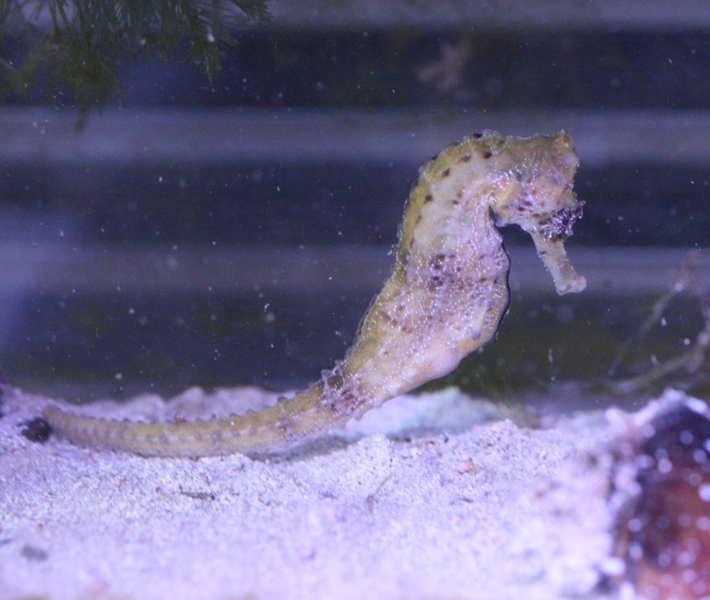 レインボーバスレットとその他お気に入りたち ビーボックスアクアリウム 海水魚 サンゴ情報