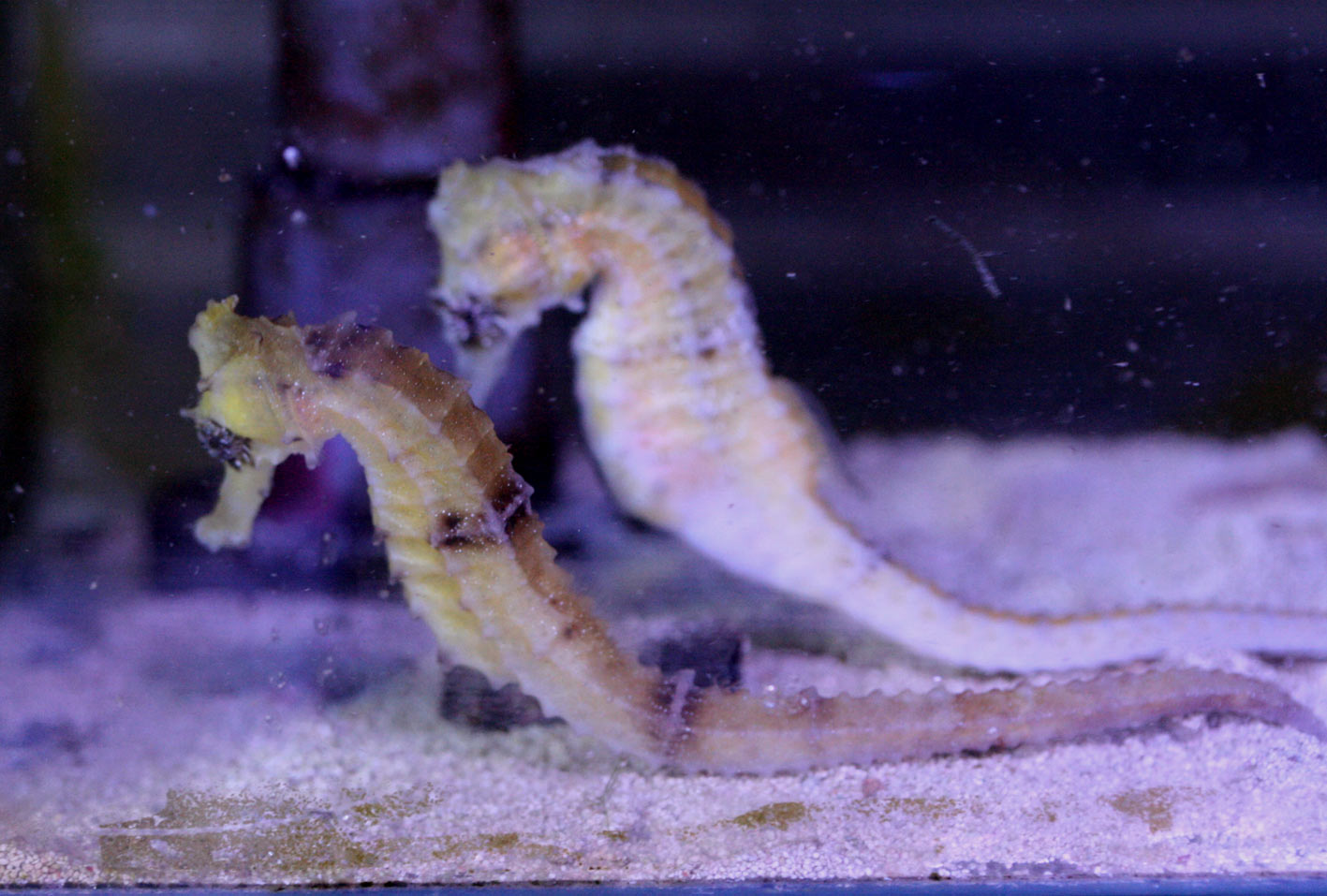 レインボーバスレットとその他お気に入りたち ビーボックスアクアリウム 海水魚 サンゴ情報