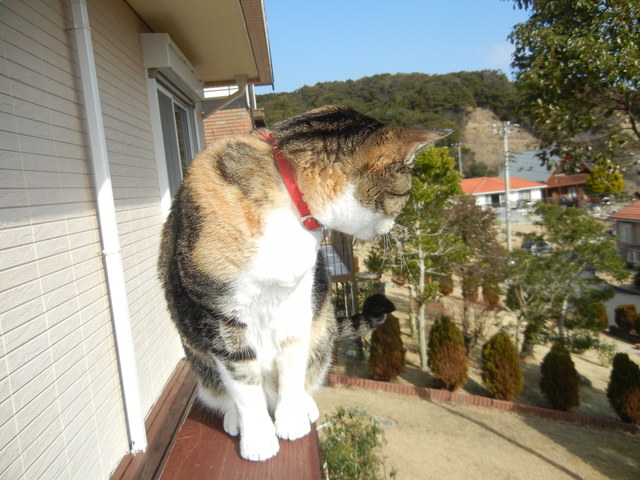’15,②2,12(木)ベトナム旅行②ダラットの街歩き!_f0060461_11174348.jpg