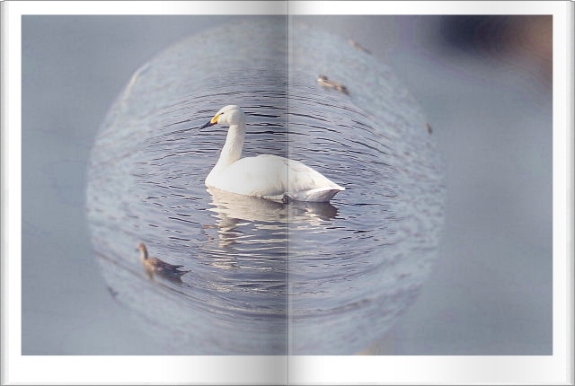 宙玉・・・野鳥の楽園～_b0053765_22415564.jpg