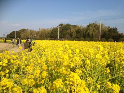 春を先取り菜の花畑🎵_e0136066_1436620.jpg