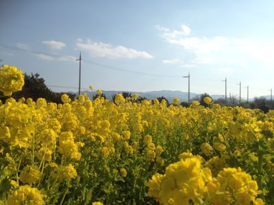 春を先取り菜の花畑🎵_e0136066_14374074.jpg