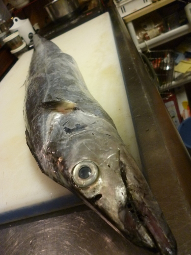 大好きな魚です‼_e0252966_12093289.jpg
