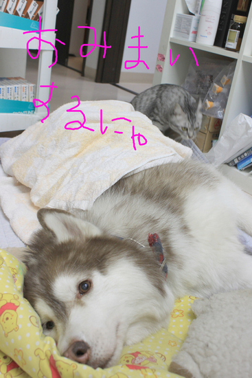 しゃもんとまあしゃ_c0245679_10414296.jpg