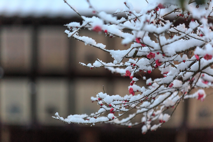 雪景色！　～北野天満宮～_b0128581_2151191.jpg