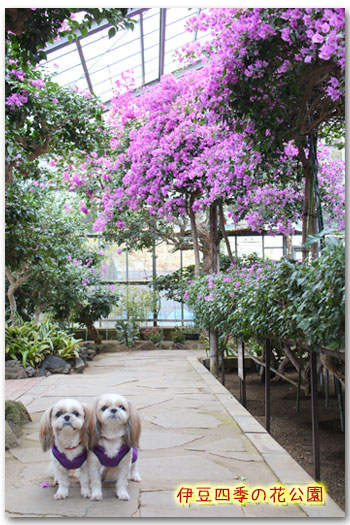 2015年2月7日　伊豆四季の花公園_b0024183_21561950.jpg