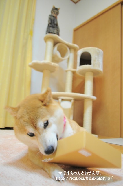 歯磨き_a0126590_22104263.jpg