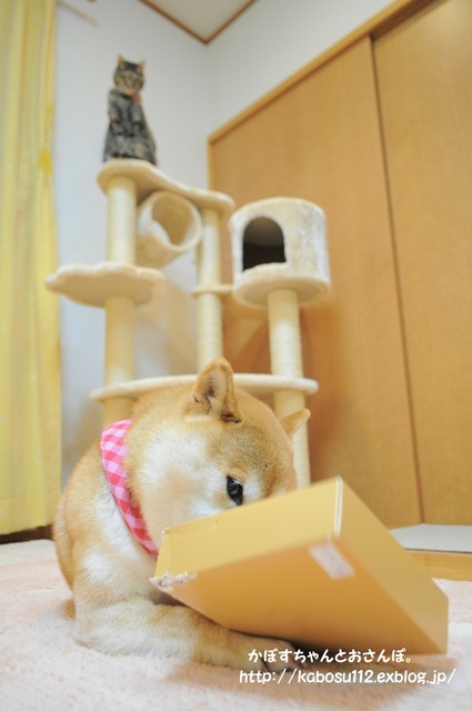 歯磨き_a0126590_22110503.jpg