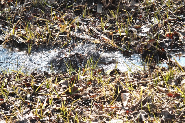 e0070891_22344493.jpg