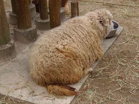 しっぽのあるひつじ どうぶつたちと私