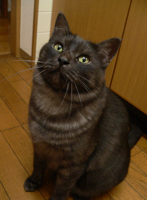 a0333195_08103315.png