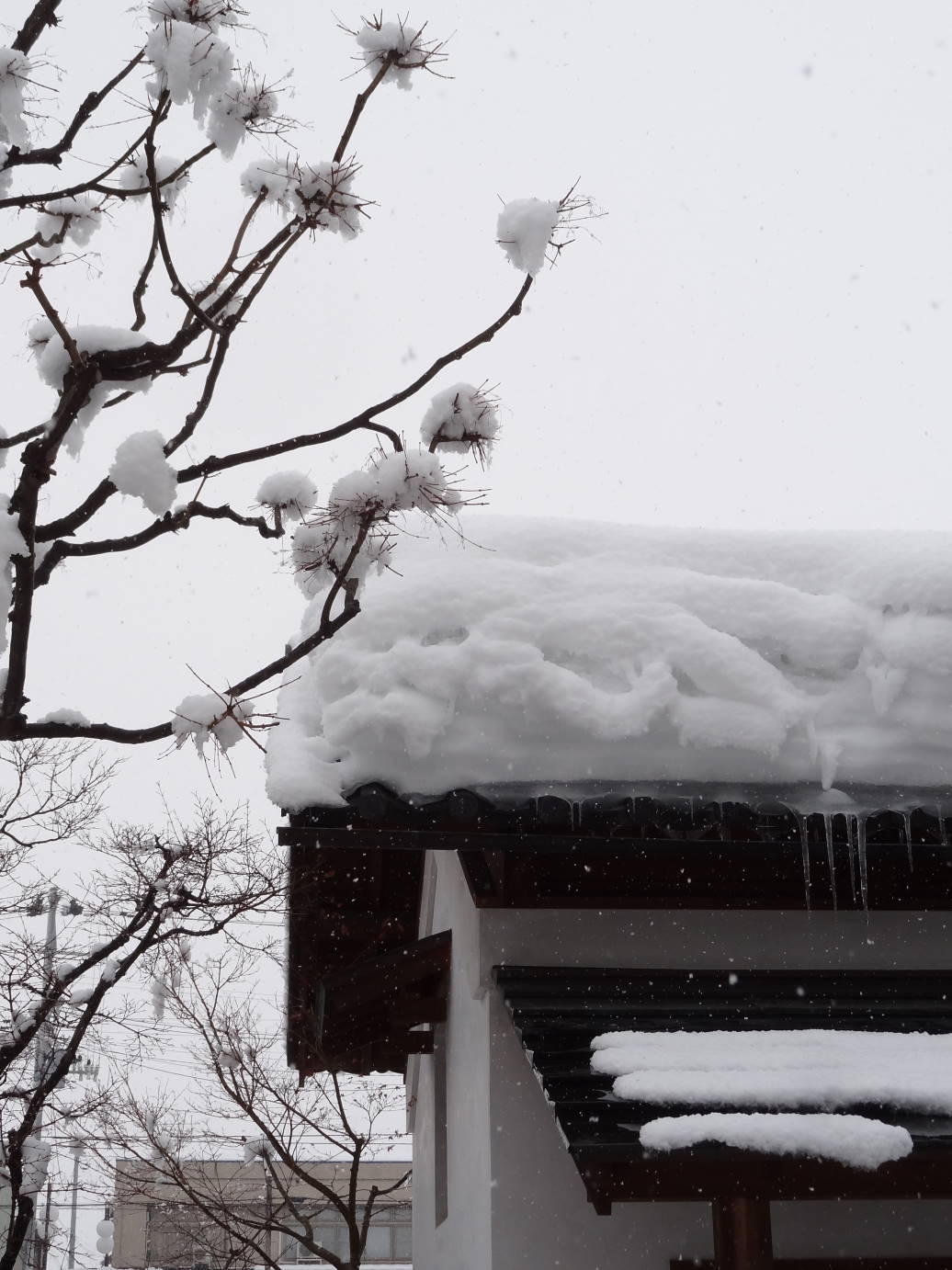 逆さＳＡＫＵＲＡ　と　山形・山辺のお雛様_f0075595_01005636.jpg