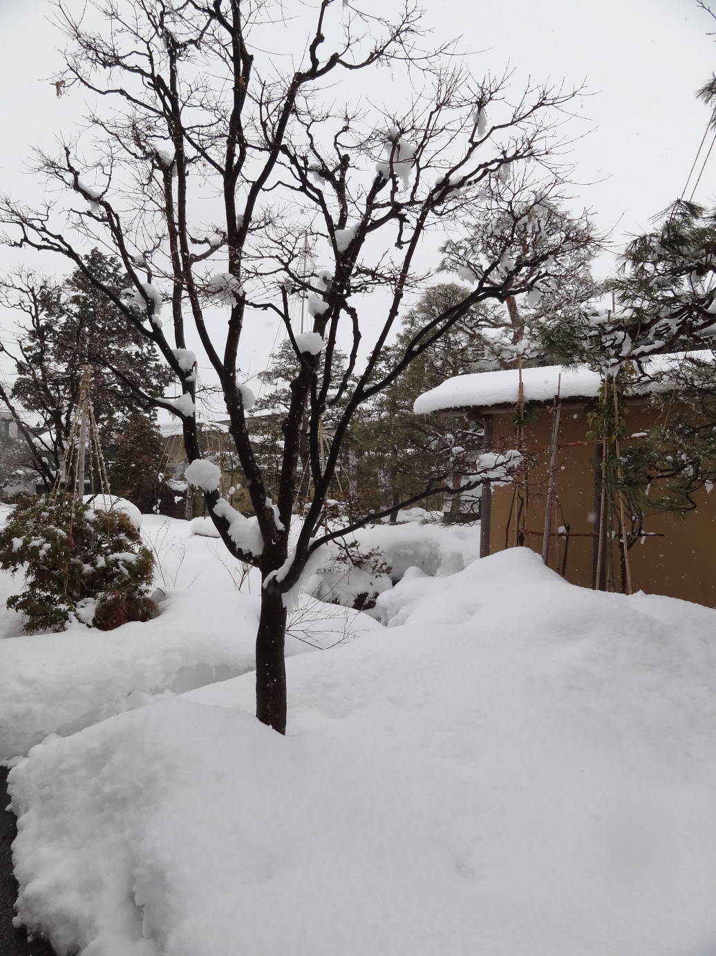 逆さＳＡＫＵＲＡ　と　山形・山辺のお雛様_f0075595_01012135.jpg