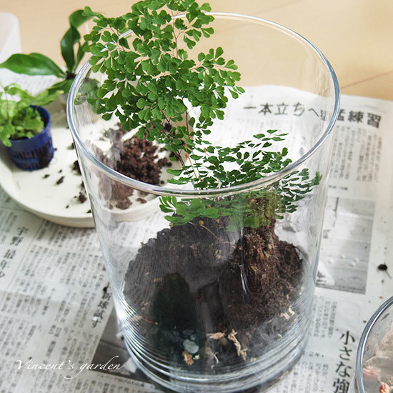 テラリウムを作る ガラスで植物を育てるために ぶいくんの庭