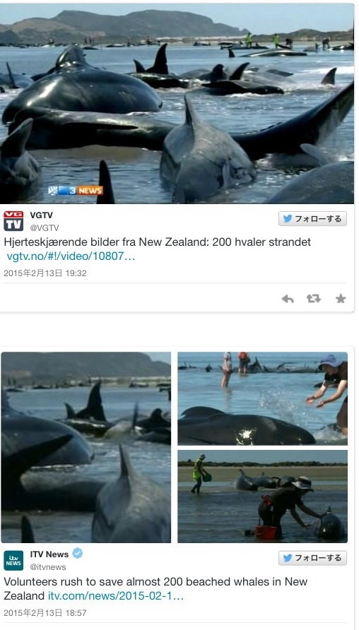 大地震の前兆？！ニュージーランドでクジラ200頭座礁！東日本大震災前と同じ状況！_b0301400_21475917.jpg