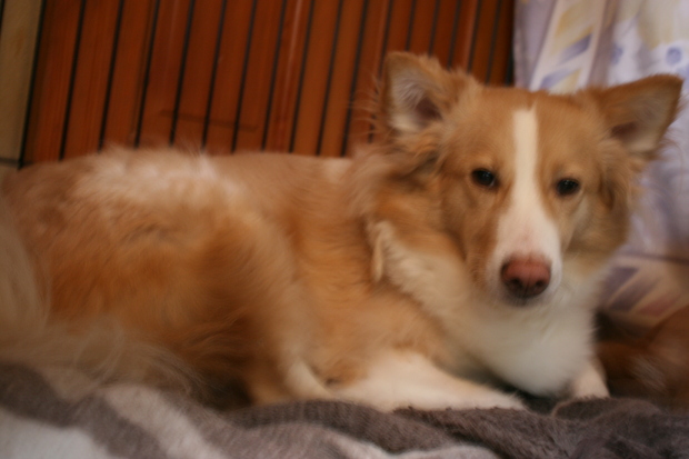 おやつ好き(雄々)_f0242002_047460.jpg