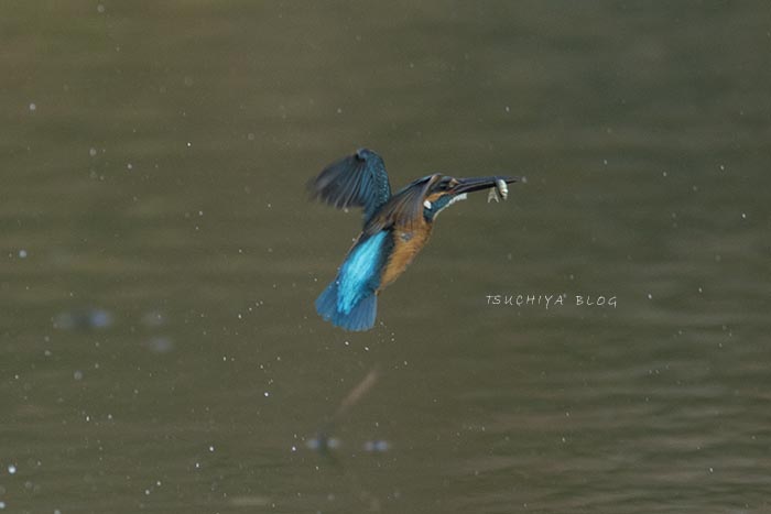 カワセミの水物_d0053309_2221525.jpg