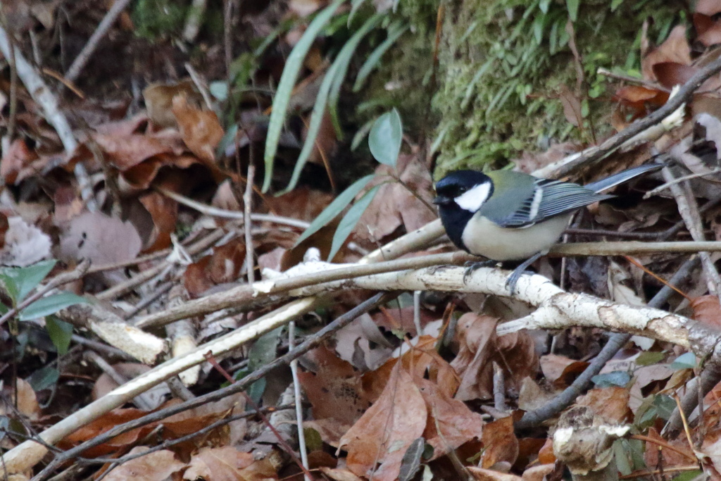 f0349409_15143912.jpg