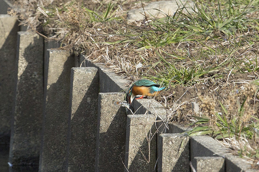 湖北の鳥たち～　ヒシクイ、コハクチョウ、オオワシ_b0315912_21054615.jpg