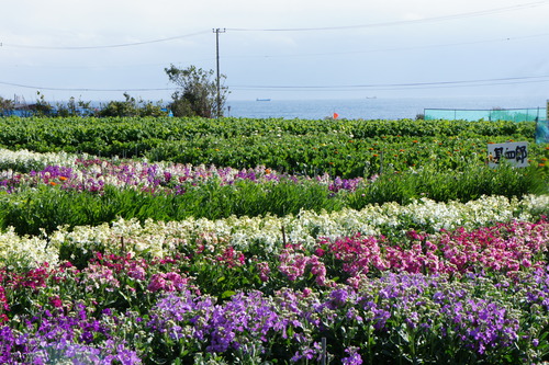 房総まで気ままにドライブ　～花摘みなど～_f0215714_16214370.jpg