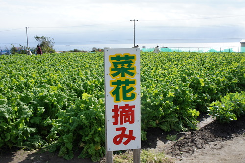 房総まで気ままにドライブ　～花摘みなど～_f0215714_16222959.jpg