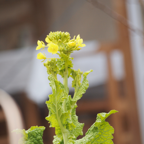 小鳥とほうじ茶日和_d0145345_1175631.jpg